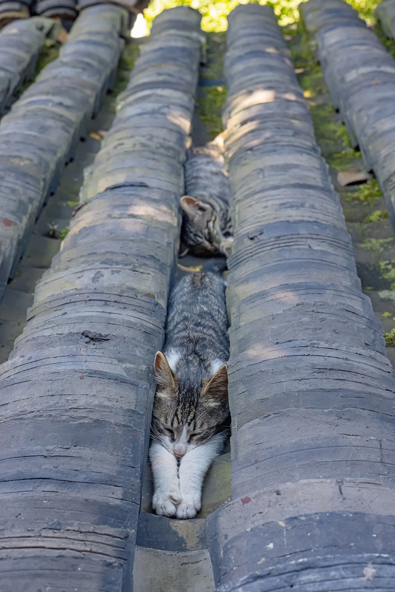 天一热，瓦缝里就会长出猫猫来