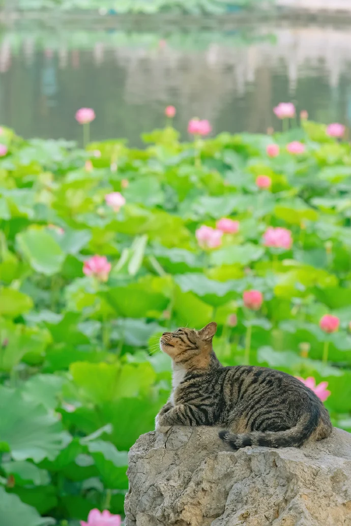 有一种灿烂叫：当夏花遇上猫