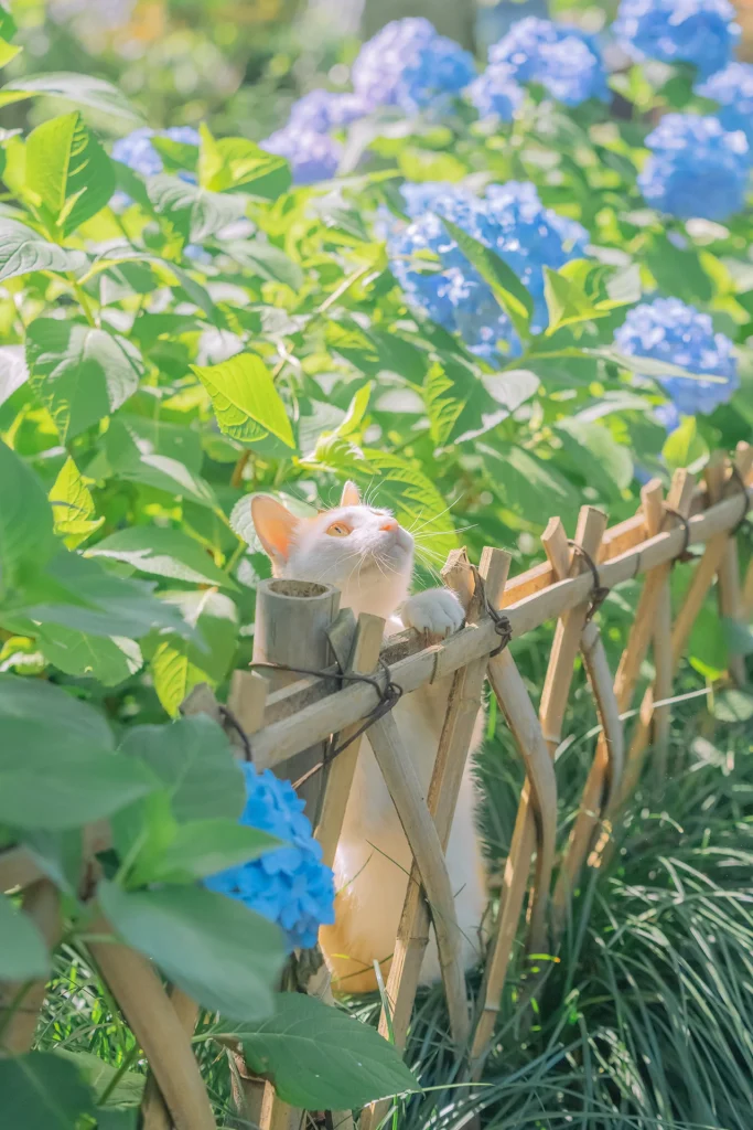 夏日清凉补，人间布洛芬