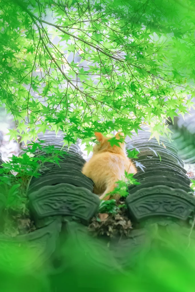 夏日清凉补，人间布洛芬