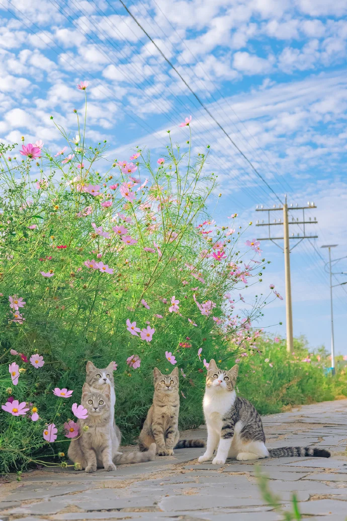 有一种灿烂叫：当夏花遇上猫