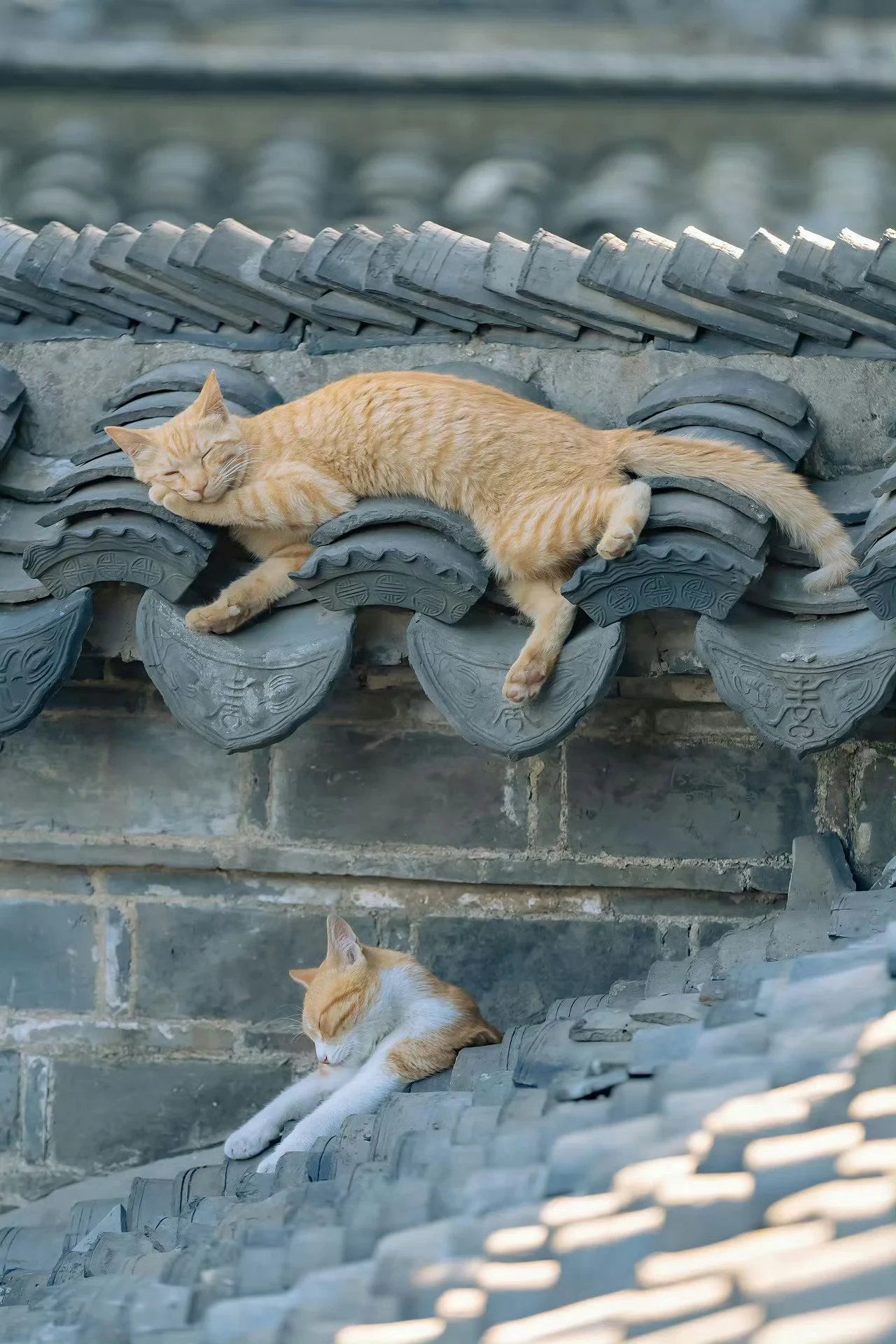 天一热，瓦缝里就会长出猫猫来