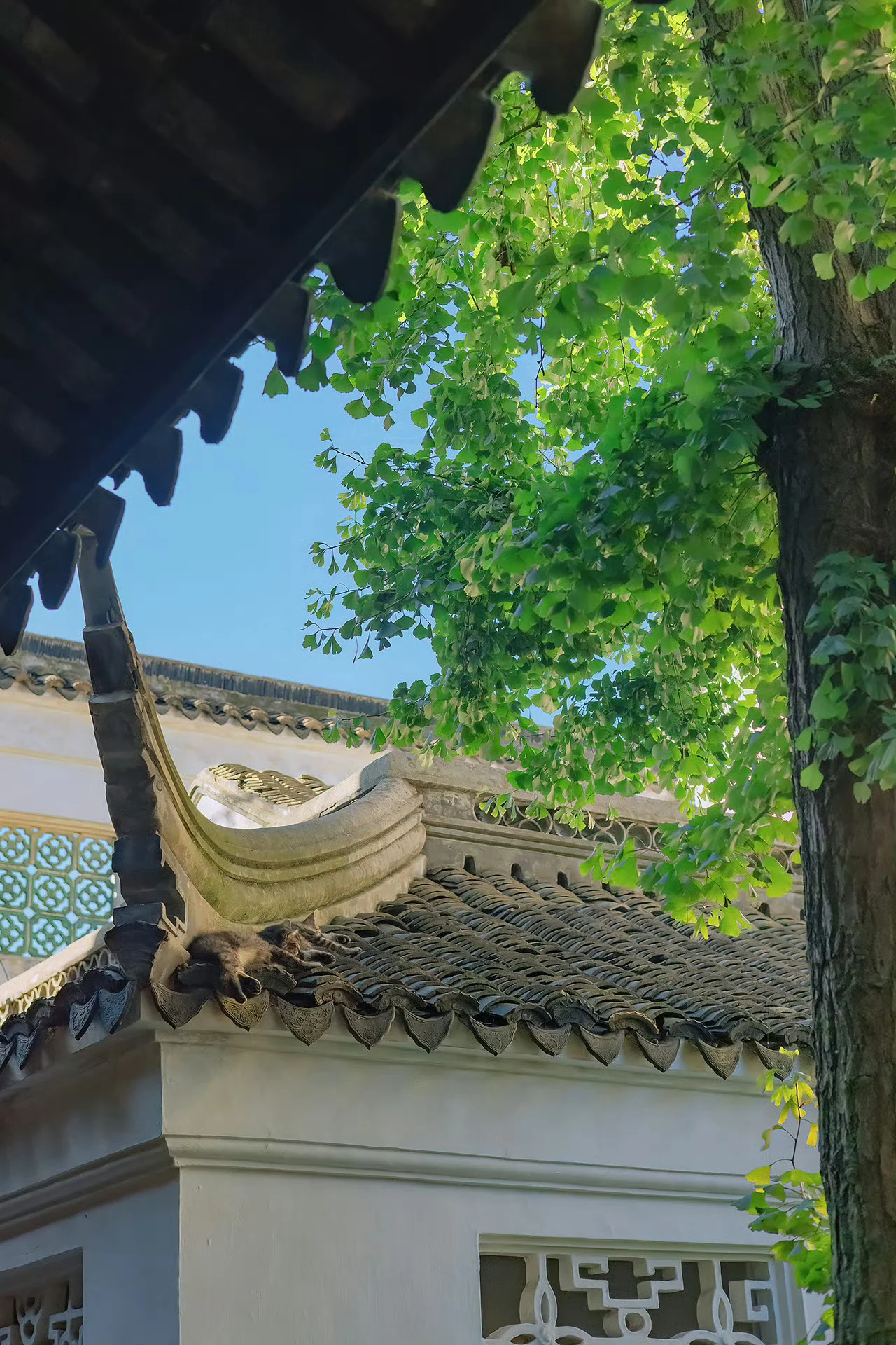 天一热，瓦缝里就会长出猫猫来