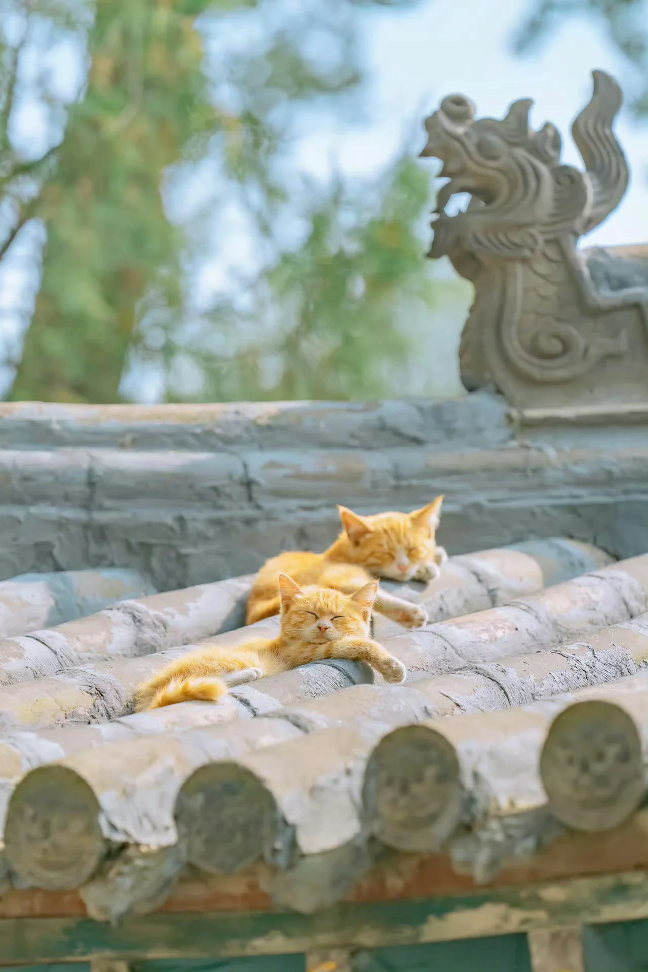 天一热，瓦缝里就会长出猫猫来