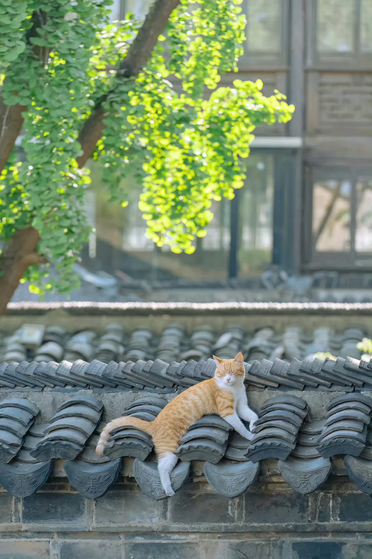 天一热，瓦缝里就会长出猫猫来