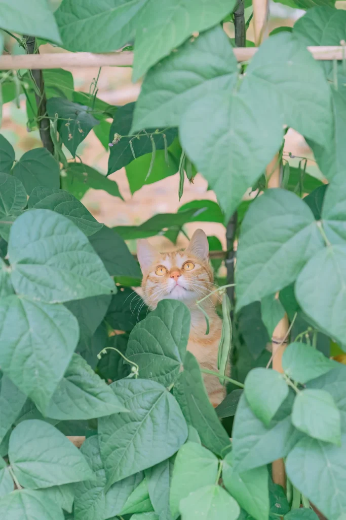 夏日清凉补，人间布洛芬
