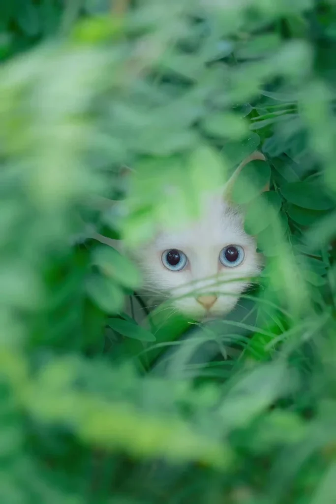 夏荫和猫