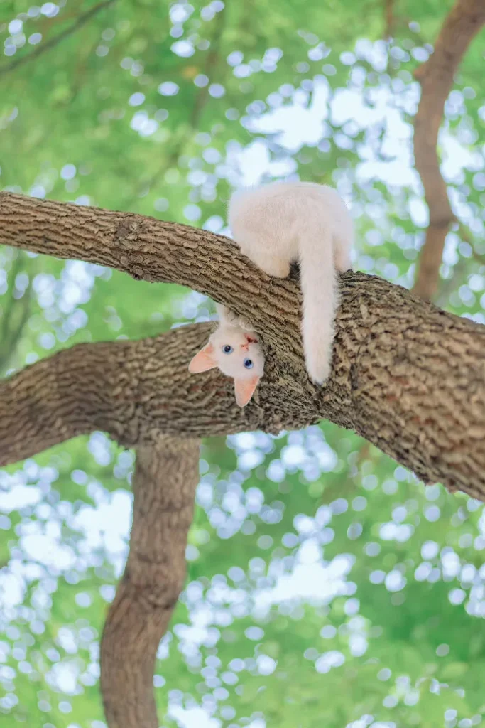 夏荫和猫