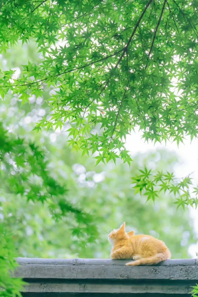 夏荫和猫