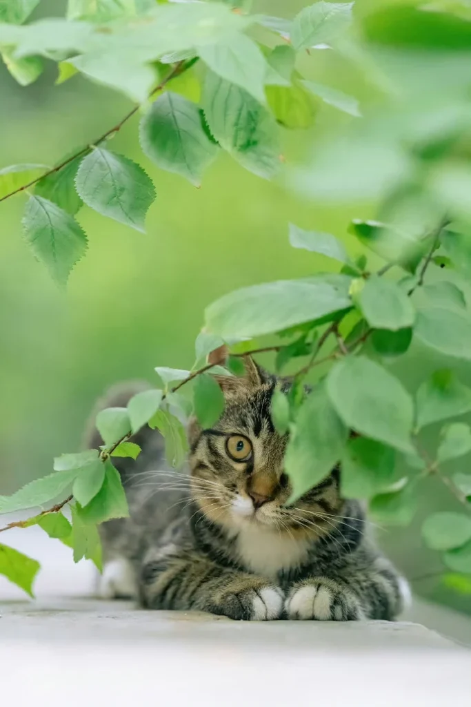 夏荫和猫