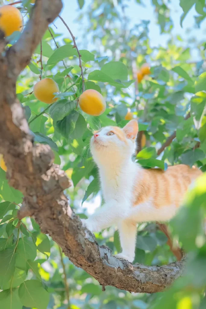 夏荫和猫