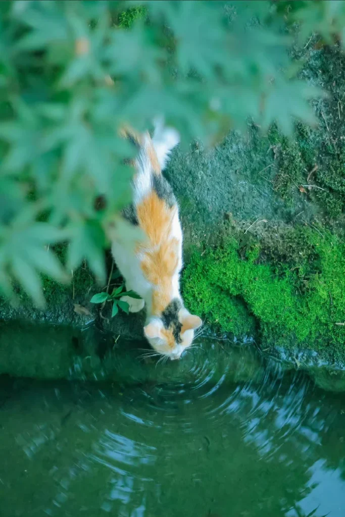 夏荫和猫