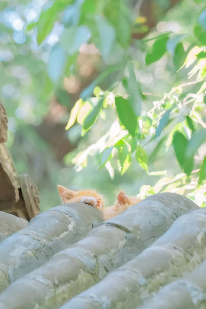 夏荫和猫