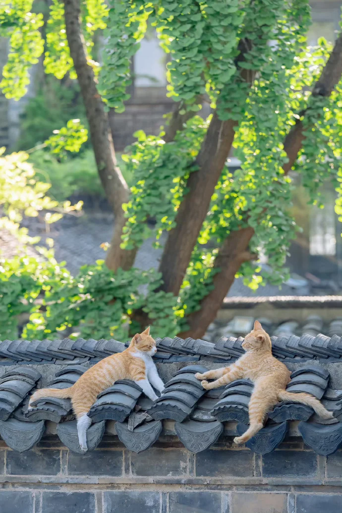 夏荫和猫