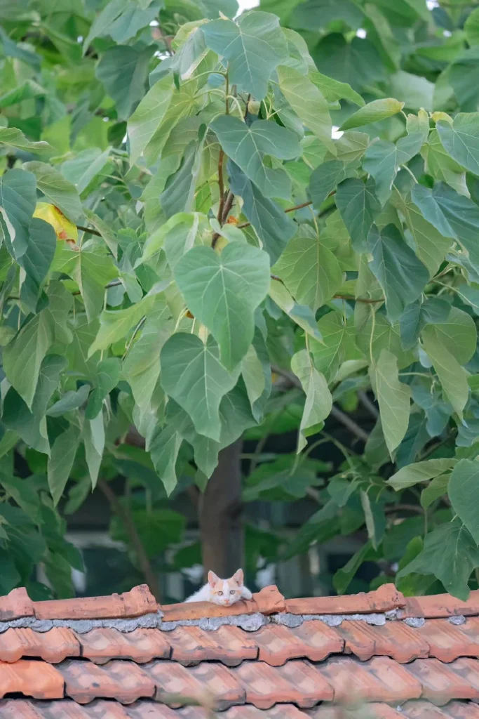 夏荫和猫