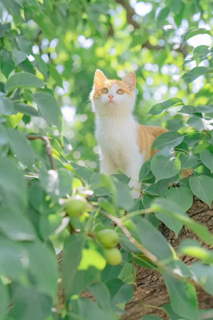 夏荫和猫
