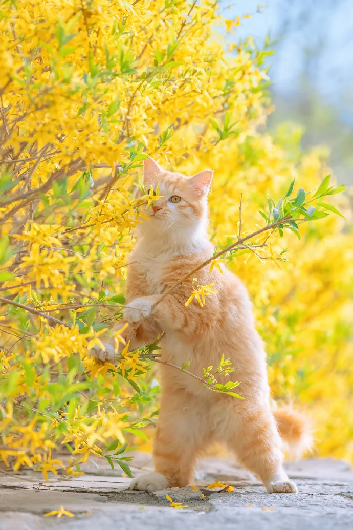 四季猫影