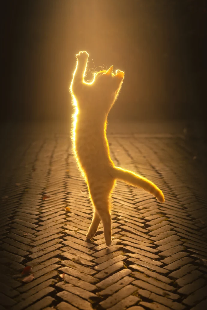 闪闪发光的猫猫
