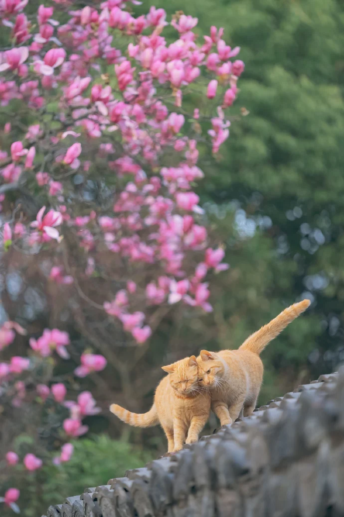 四季猫影