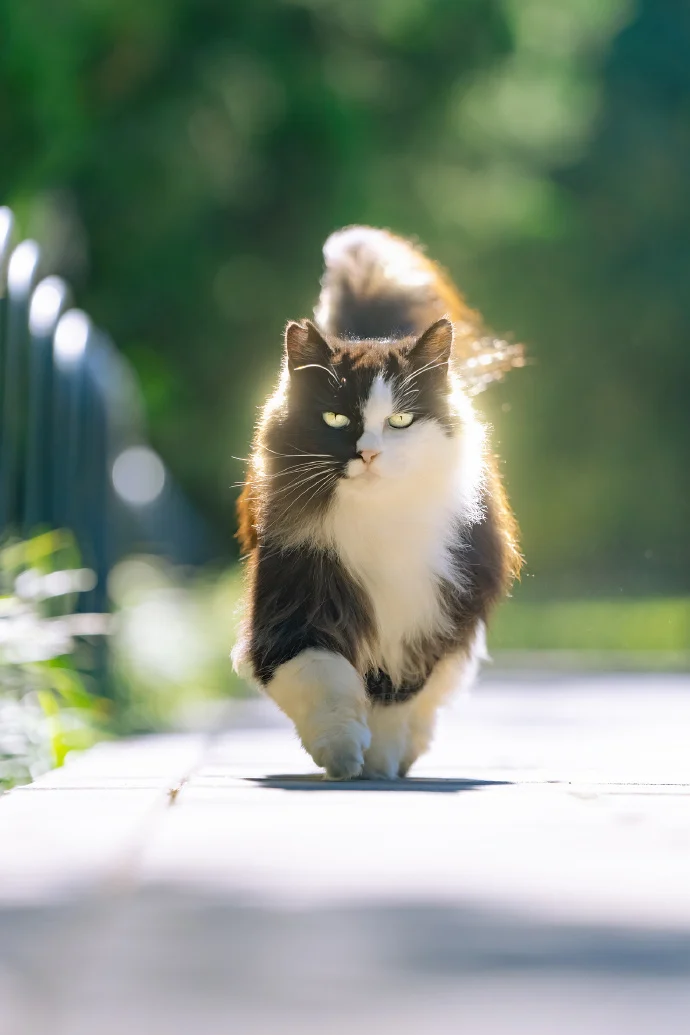 闪闪发光的猫猫