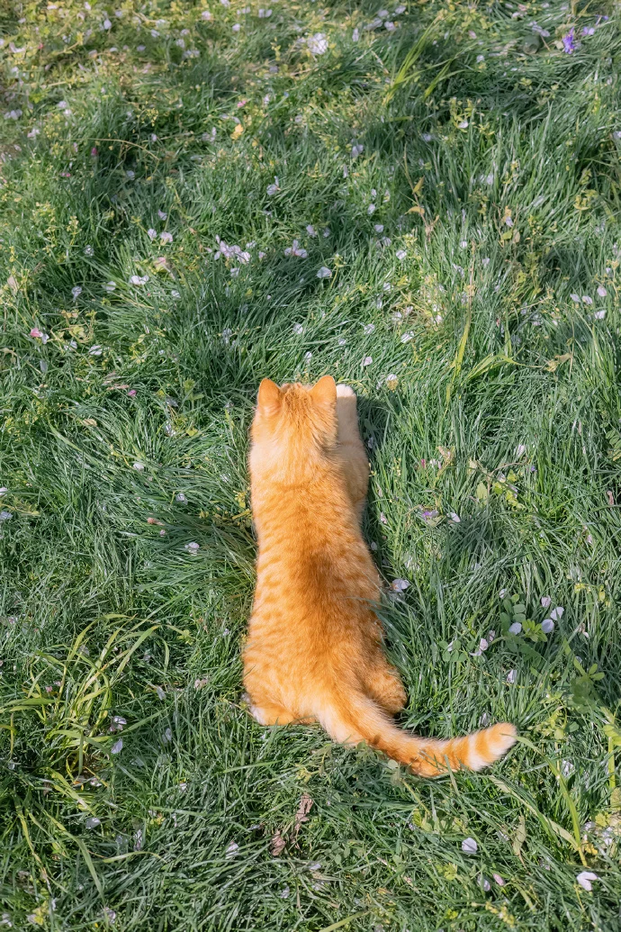 四季猫影