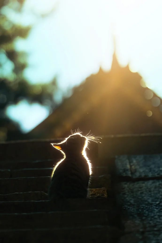 闪闪发光的猫猫