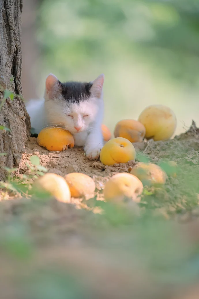 四季猫影