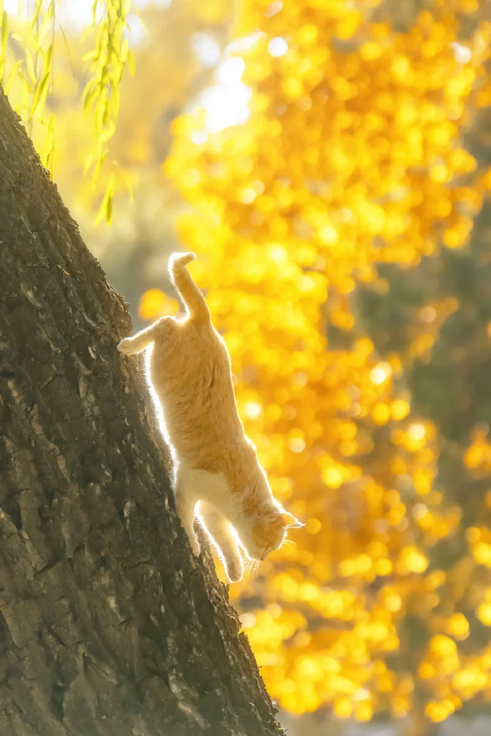 闪闪发光的猫猫