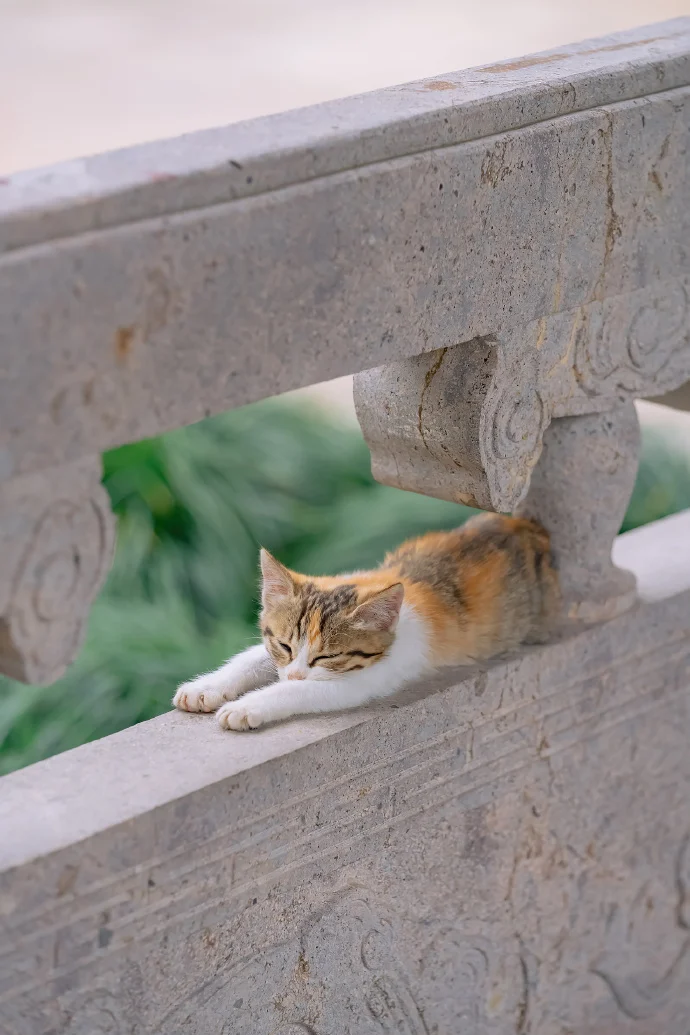 四季猫影