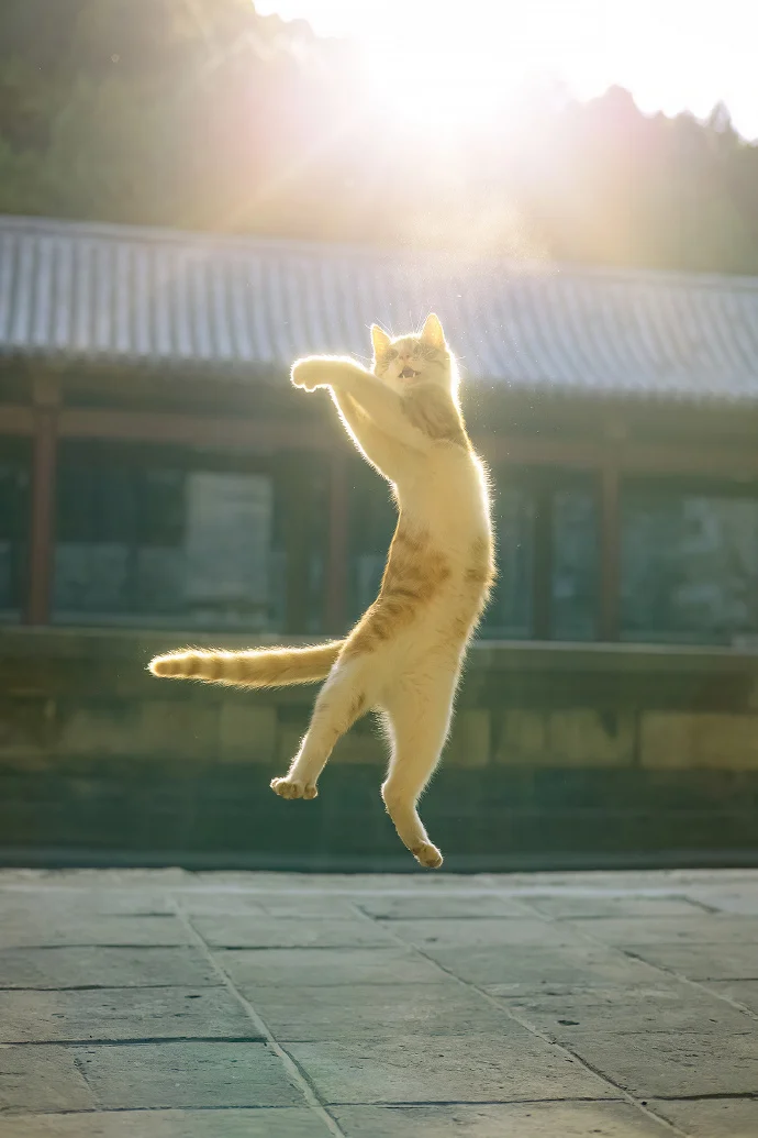 闪闪发光的猫猫