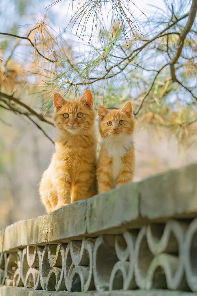 四季猫影