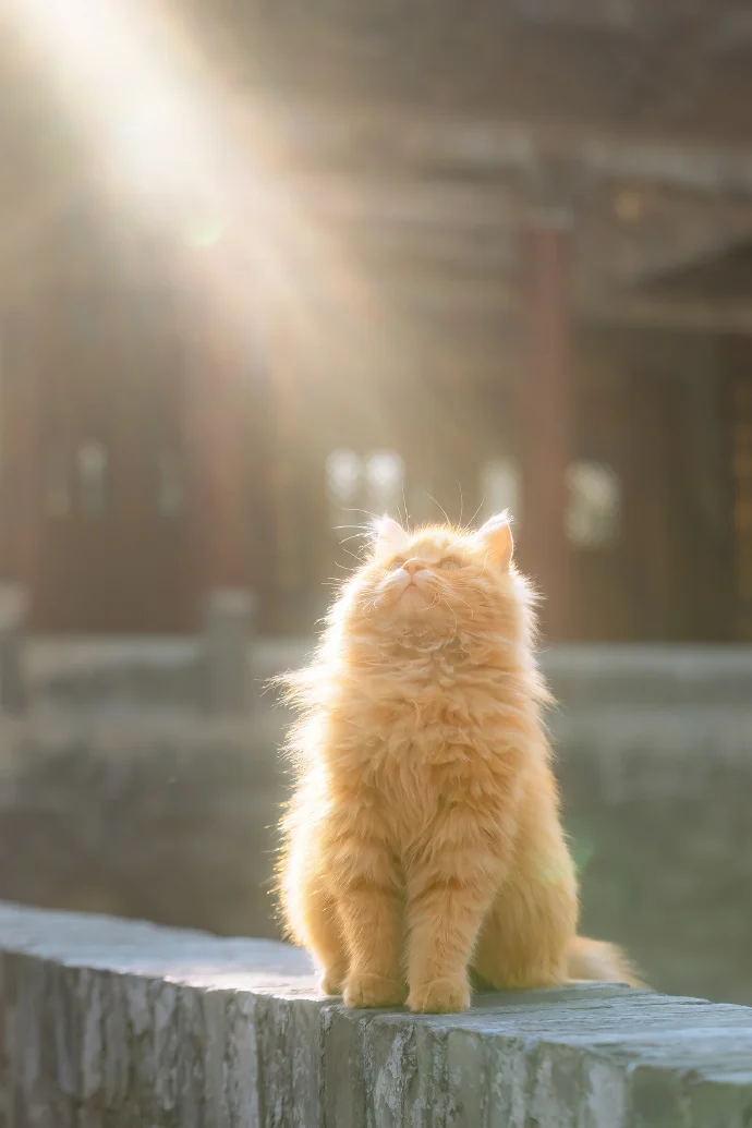 闪闪发光的猫猫