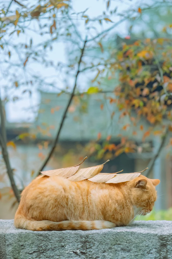 四季猫影