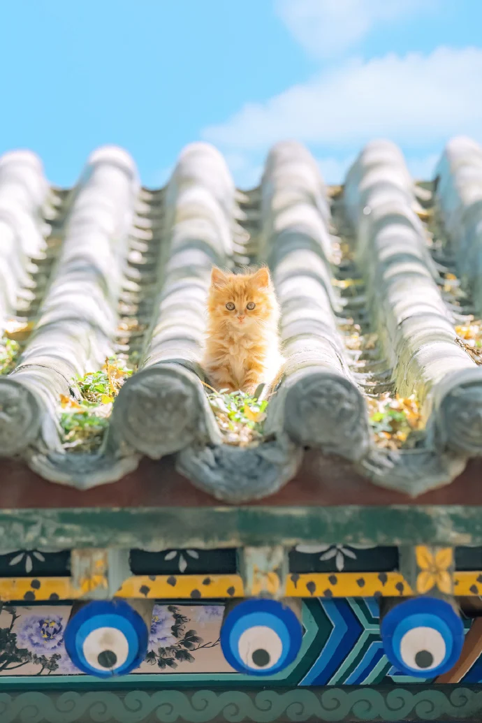 闪闪发光的猫猫