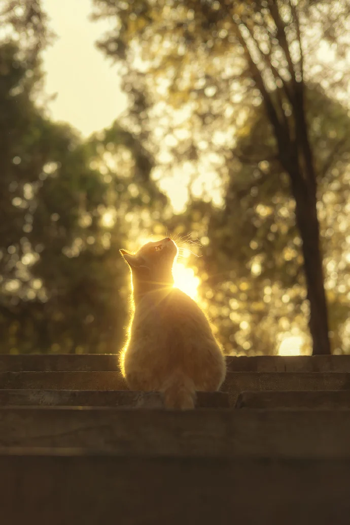 闪闪发光的猫猫