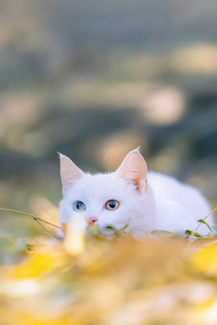 四季猫影
