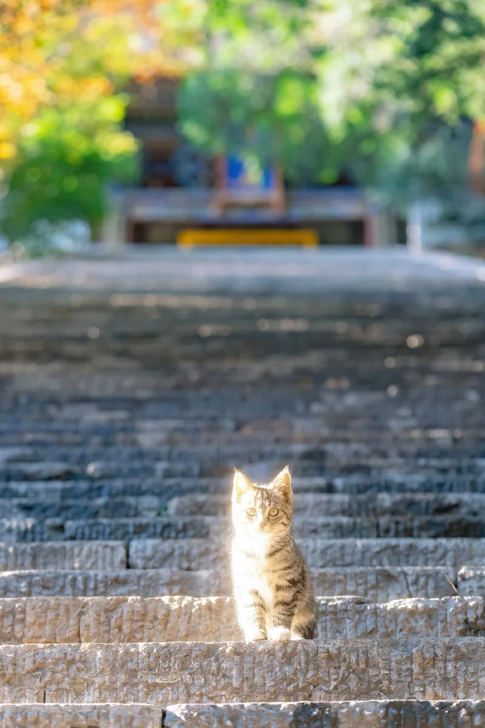 闪闪发光的猫猫
