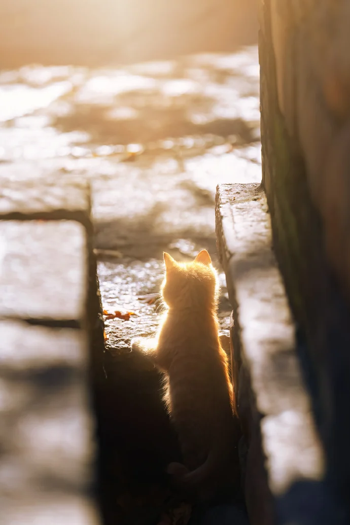 闪闪发光的猫猫