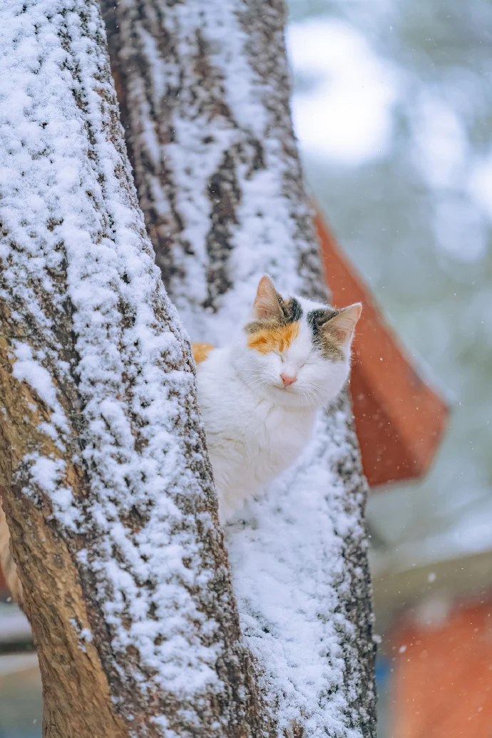 四季猫影