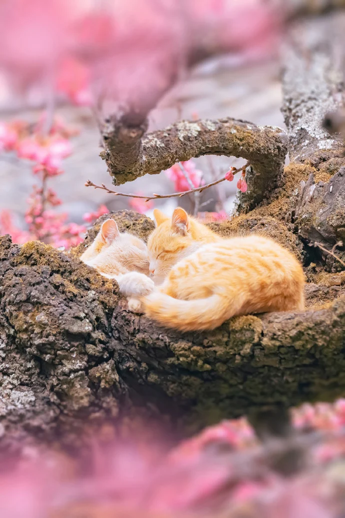 爱在四季，贴生一对