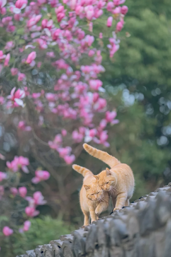 爱在四季，贴生一对