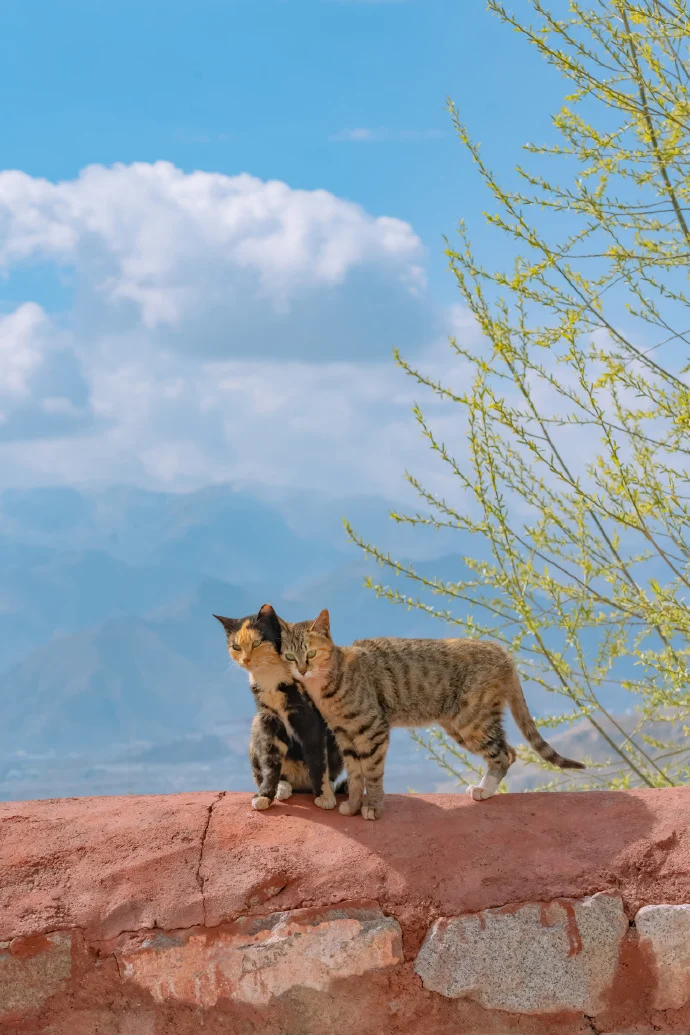爱在四季，贴生一对