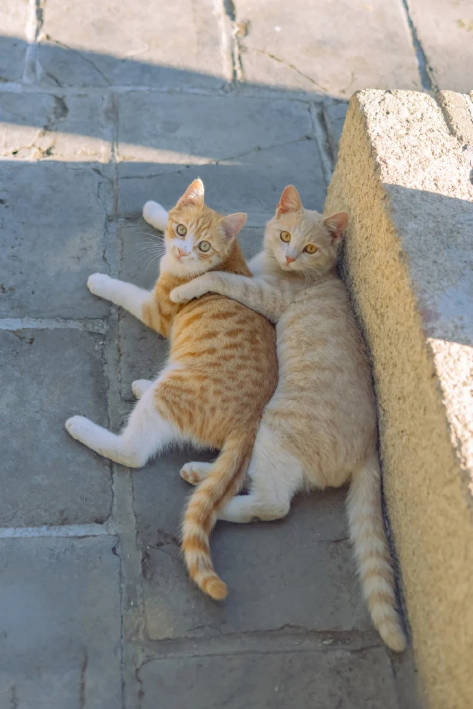 爱在四季，贴生一对