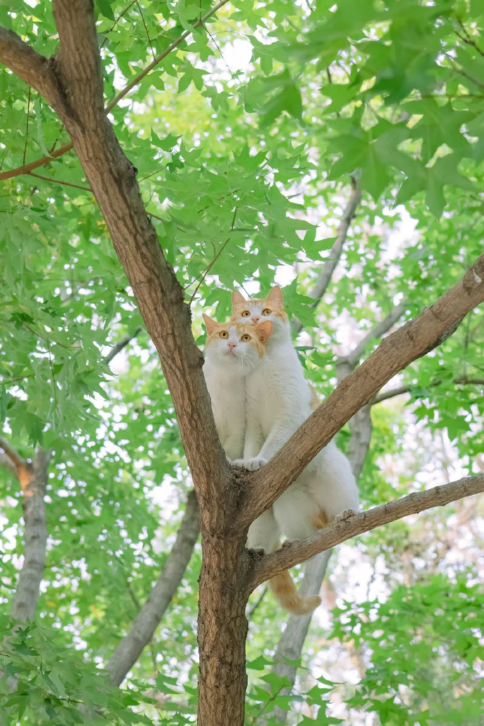 爱在四季，贴生一对