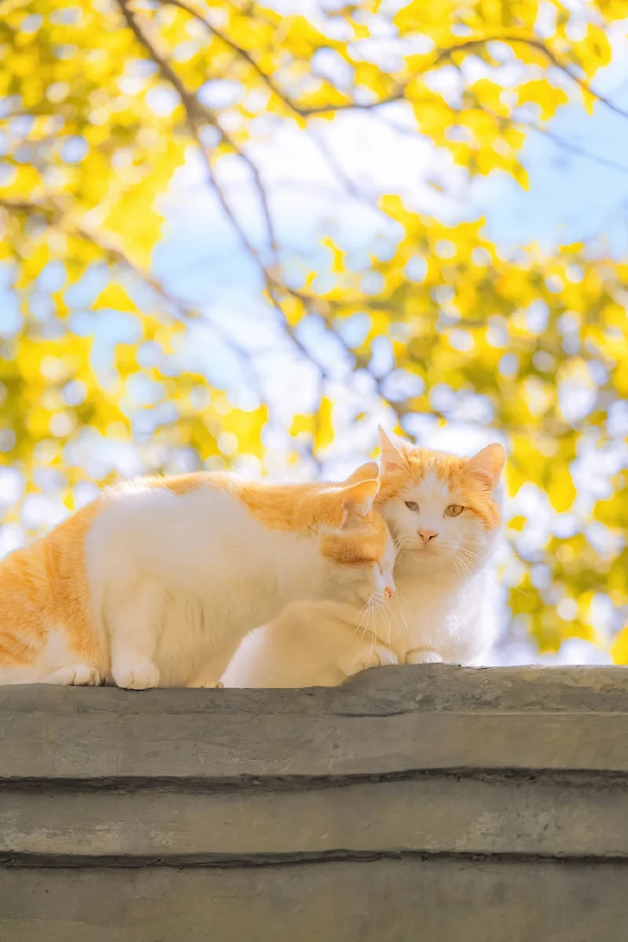 爱在四季，贴生一对