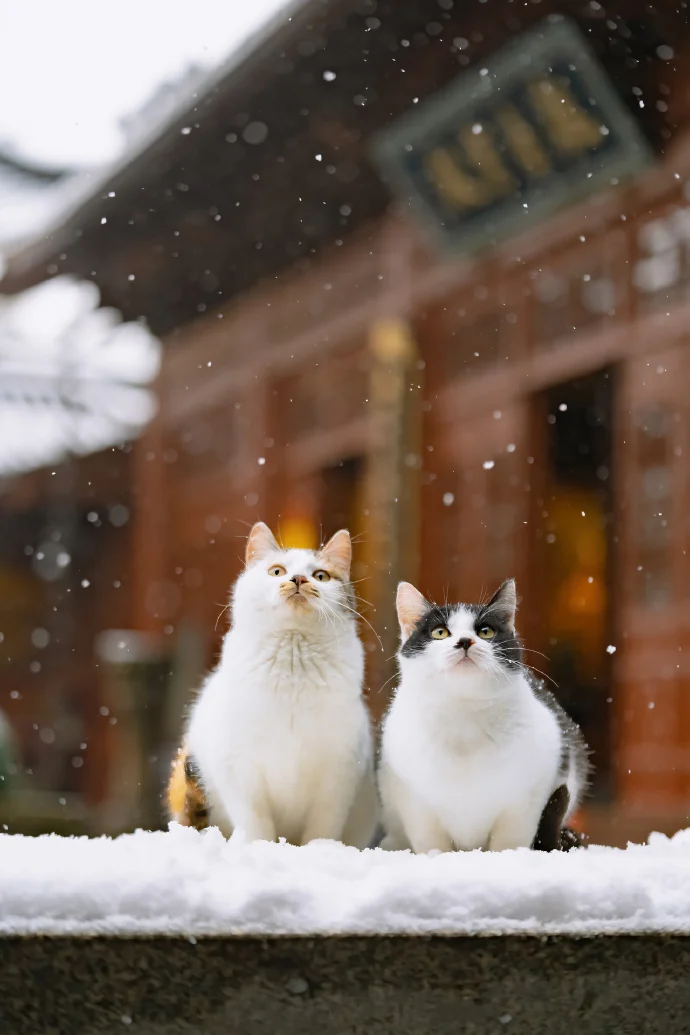 爱在四季，贴生一对