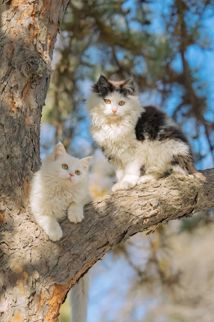 爱在四季，贴生一对