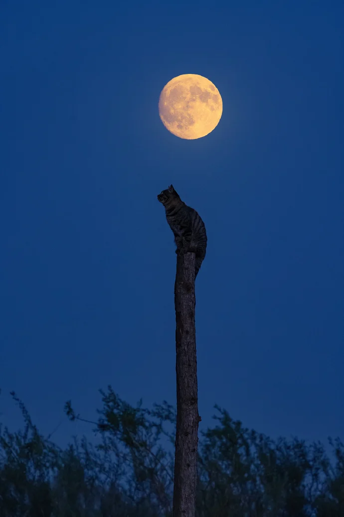 圆月下的草原之王