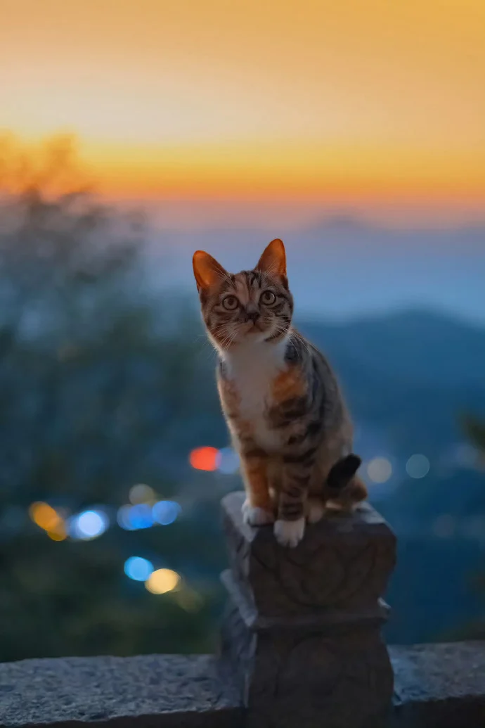 没有比猫更高的山