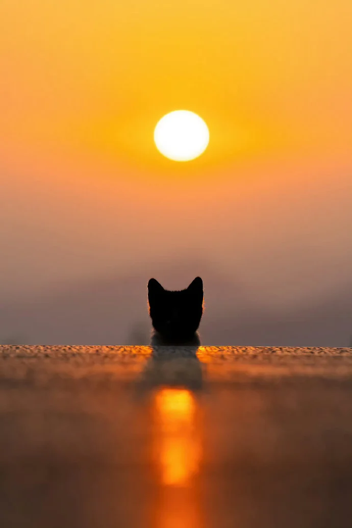 没有比猫更高的山